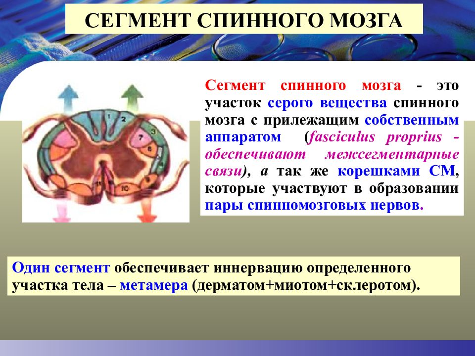 Сегменты мозга. Сегмент спинного мозга это участок. Межсегментарные связи. Сегментарный принцип спинного мозга. Собственный аппарат спинного мозга.