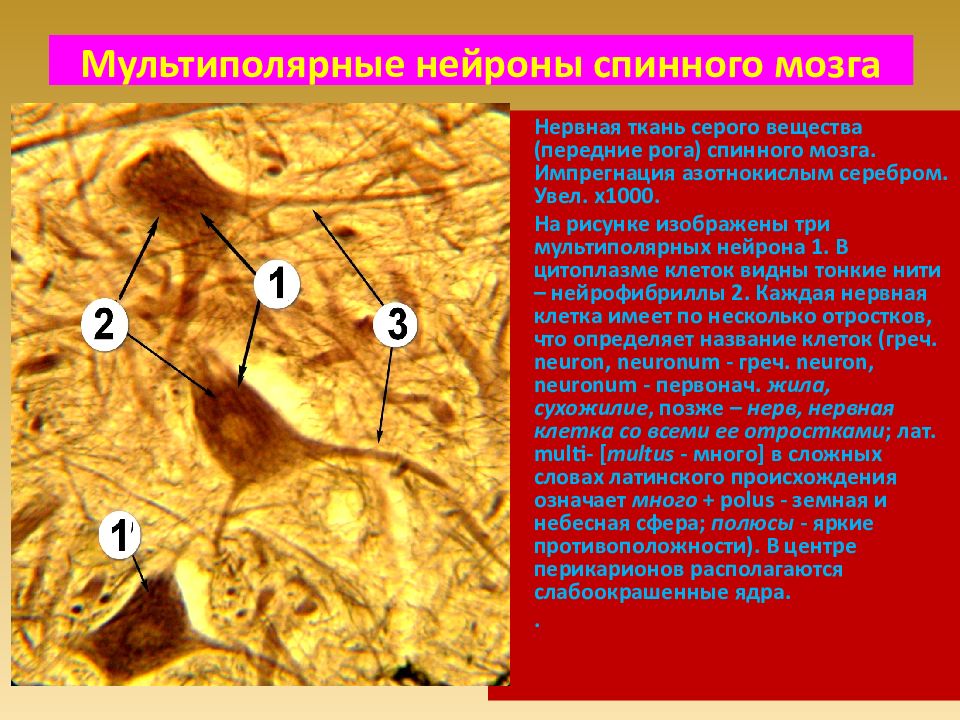 Спинной мозг серое вещество типы нейронов