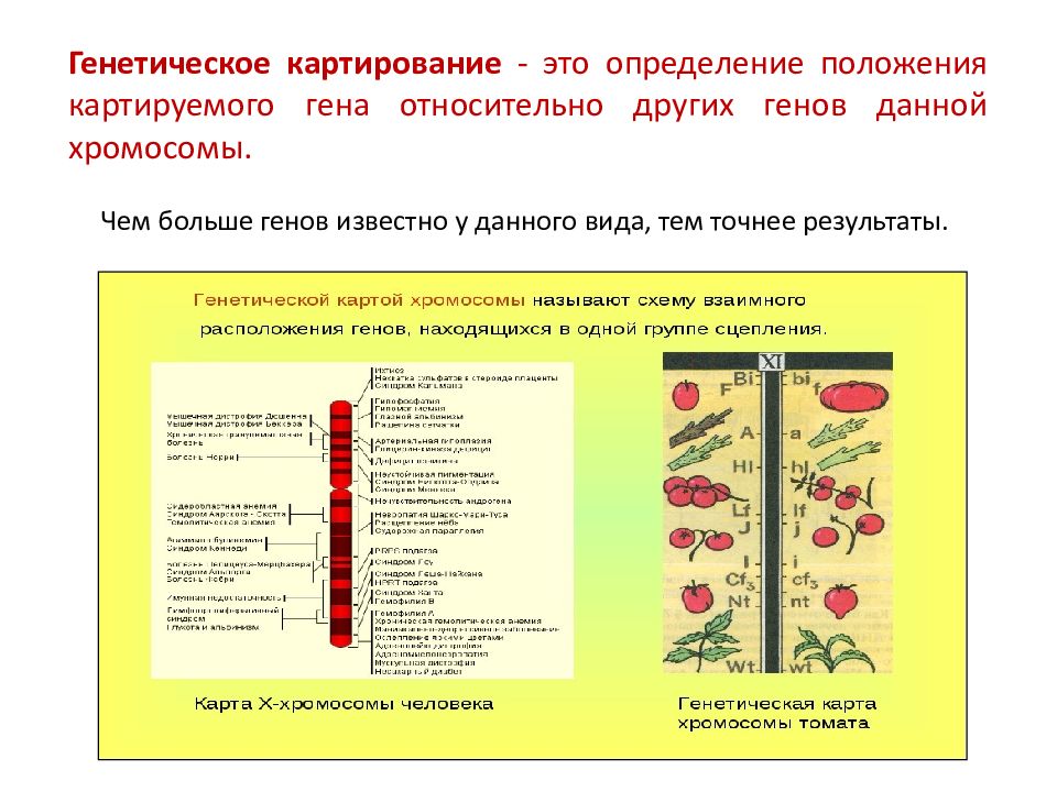 Карта хромосом это