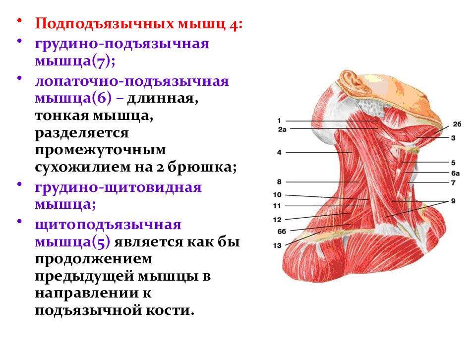 Мышцы шеи презентация