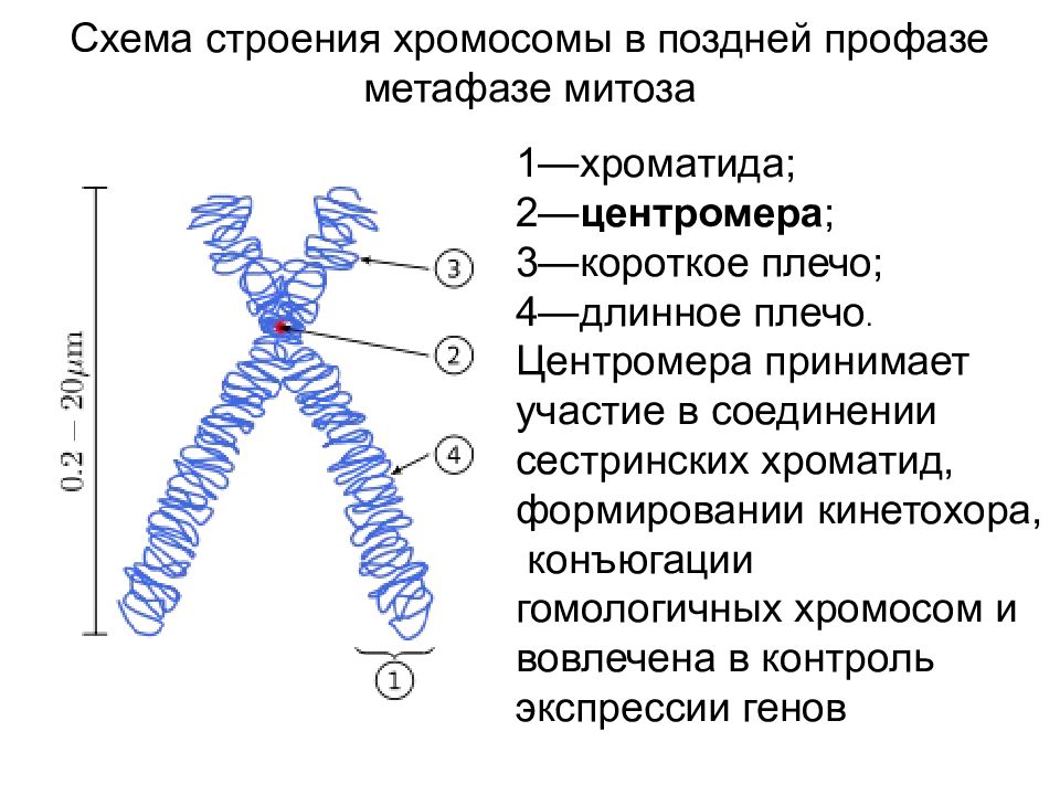 Тема хромосомы. Схема строения метафазной хромосомы. Строение метафазной хромосомы центромеры. Хромосомы строение и функции рисунок. Схема строения метафазной хромосомы и типы хромосом.