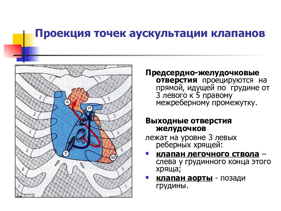 Клапан правого предсердно желудочкового отверстия