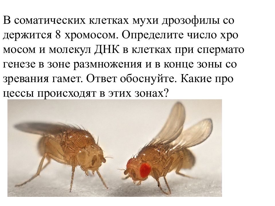 Хромосомный набор соматических клеток пшеницы 28. Дрозофилы размножение. Муха дрозофила хромосомы. Размножение мух дрозофил.