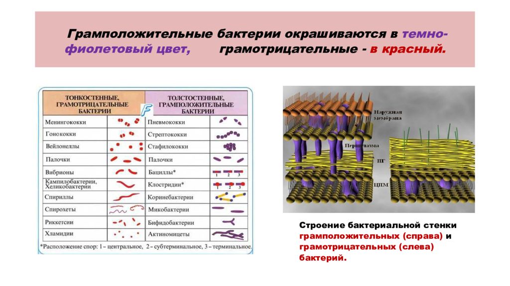 Грам отрицательные и положительные бактерии. Грам- бактерии строение. Строение грамположительных и грамотрицательных бактерий. Строение грамположительных бактерий. Строение грамм отрицательные бактерии.