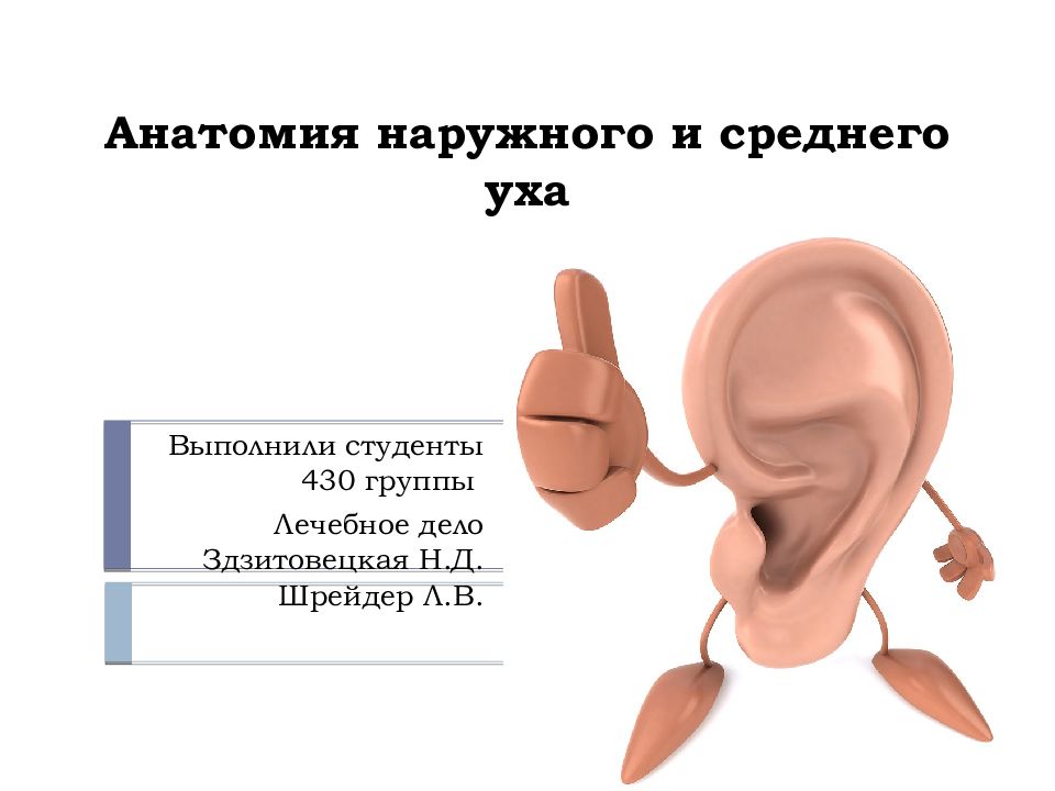 Анатомия наружного и среднего уха