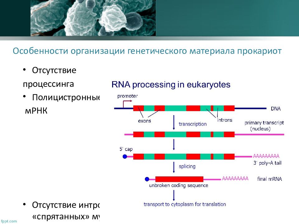 Генетика микроорганизмов презентация