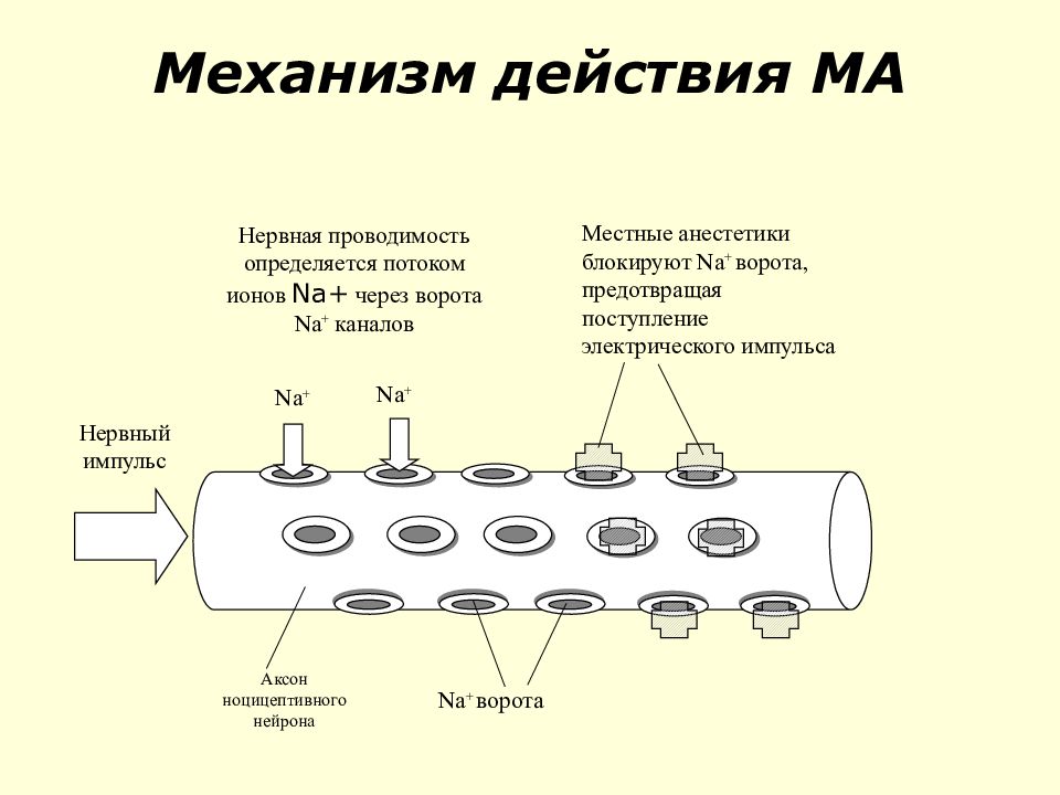 Нервная проводимость препараты