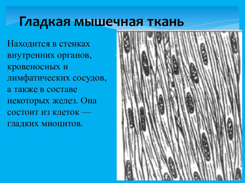 Гладкие мышцы находятся в. Мышечная ткань в стенках внутренних органов. Гладкая ткань. Гладкая мышечная ткань находится в составе стенки. Гладкая мышечная ткань препарат.