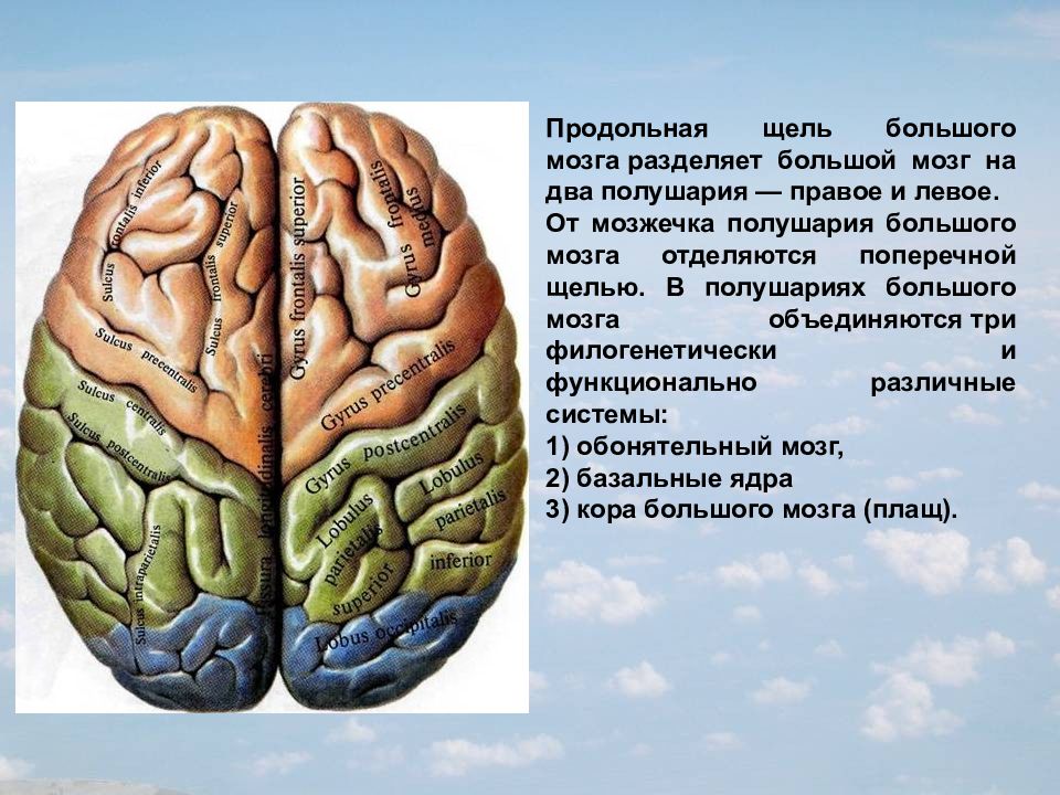 Левое полушарие доли. Продольная щель головного мозга. Структуры левого полушария головного мозга. Большие полушария головного мозга левое и правое. Продольная и поперечная щель большого мозга.