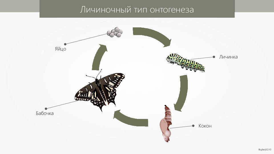 Определите онтогенез каких животных изображен на данных рисунках укажите в таблице каким типом