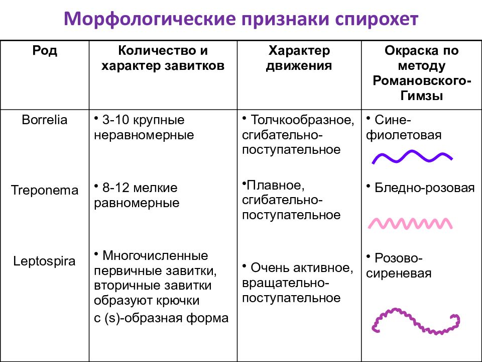 Спирохеты микробиология презентация