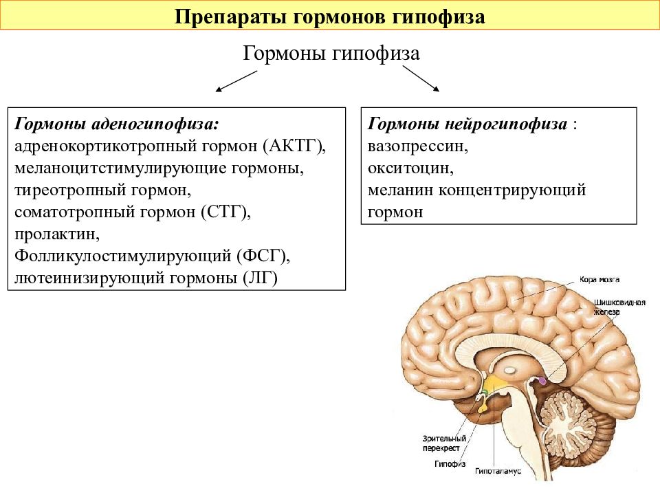 Гипофиз доли и гормоны схема