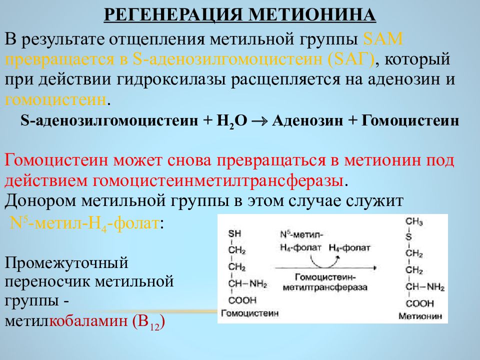 Тест нмо нарушение обмена серосодержащих аминокислот. Регенерация метионина. регенерация метионина из гомоцистеина. аденозилгомоцистеин. обмен серосодержащих аминокислот.