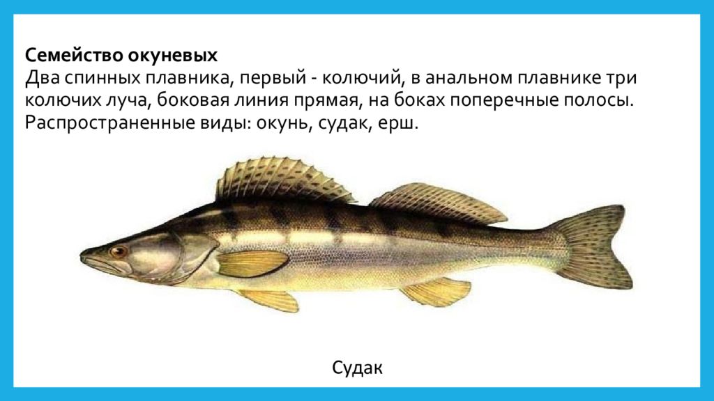 Рыба семейства окуневых сканворд 5. Судак семейства окуневых. Рыба семейства окуневых 5. Рыба с поперечными полосками на боках. Судак рыба рисунок.