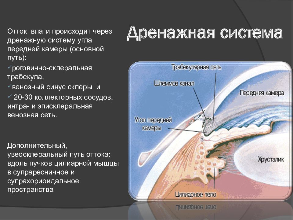 Схема оттока внутриглазной жидкости