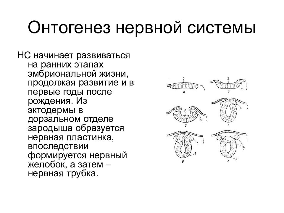 Схема развития нервной системы