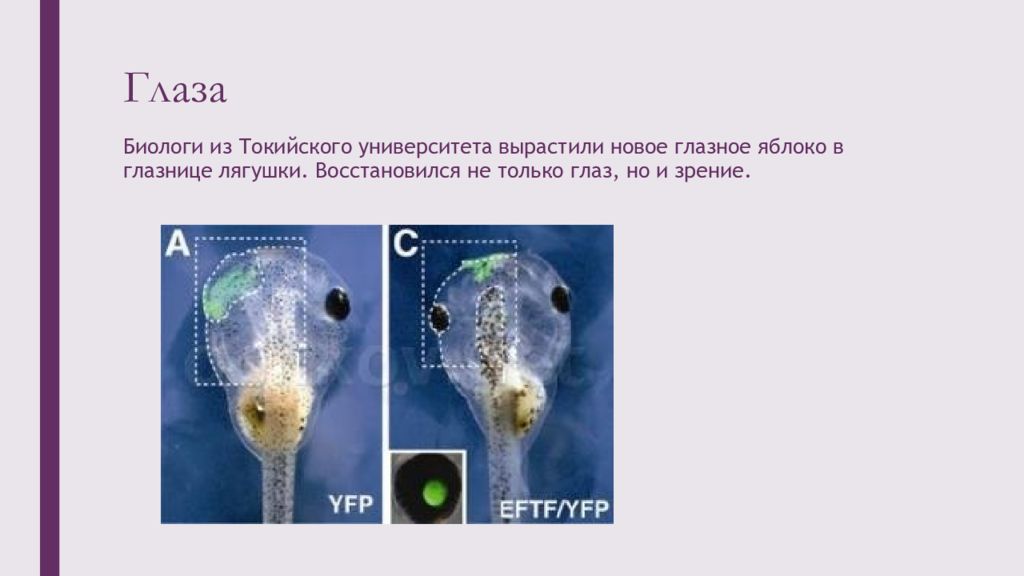 Глаза биологи. Тканевая инженерия глаза. Большие глаза биологи.