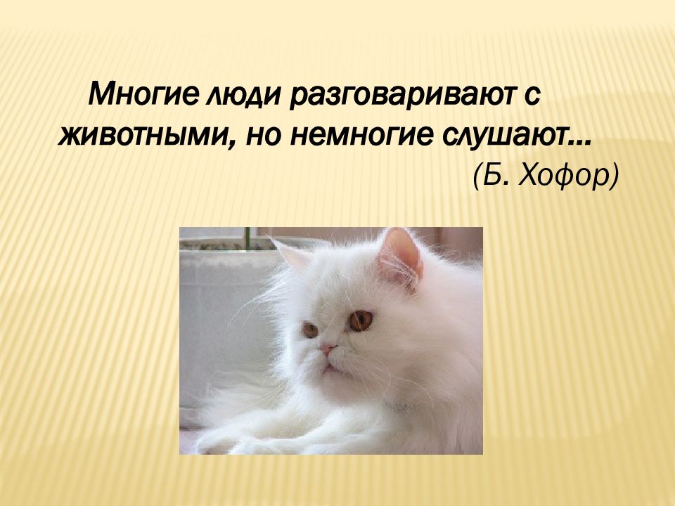 Описание животного 5 класс. Подготовиться к сочинению-описанию животного. План описания животного 3 класс русский язык. Подготовка к сочинению :описать животное. Как готовиться к сочинению про животных.