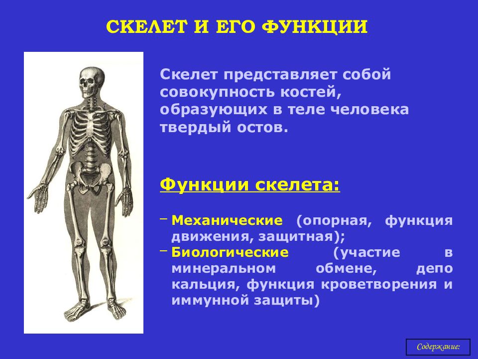 Функция скелета организма