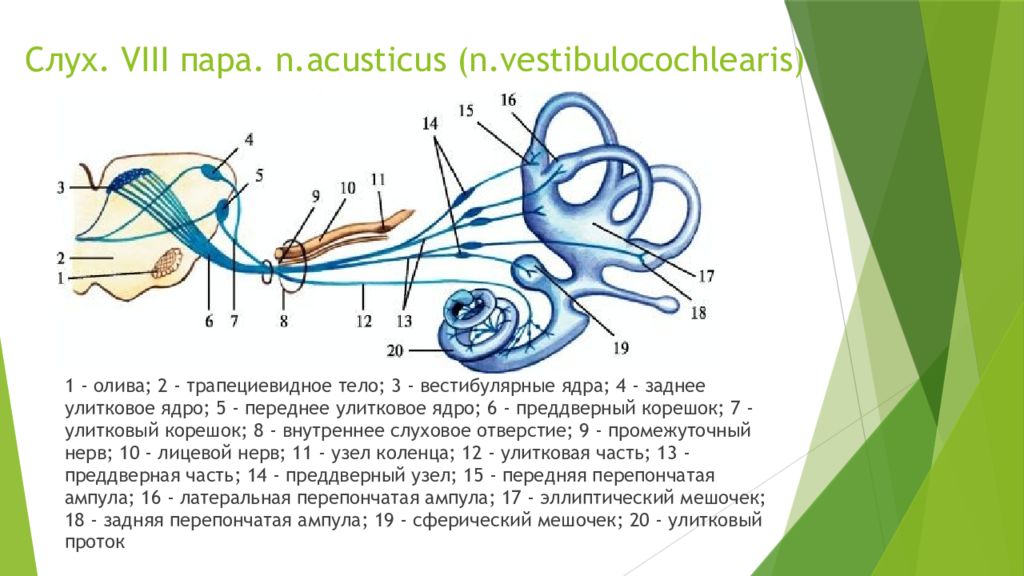 8 пара