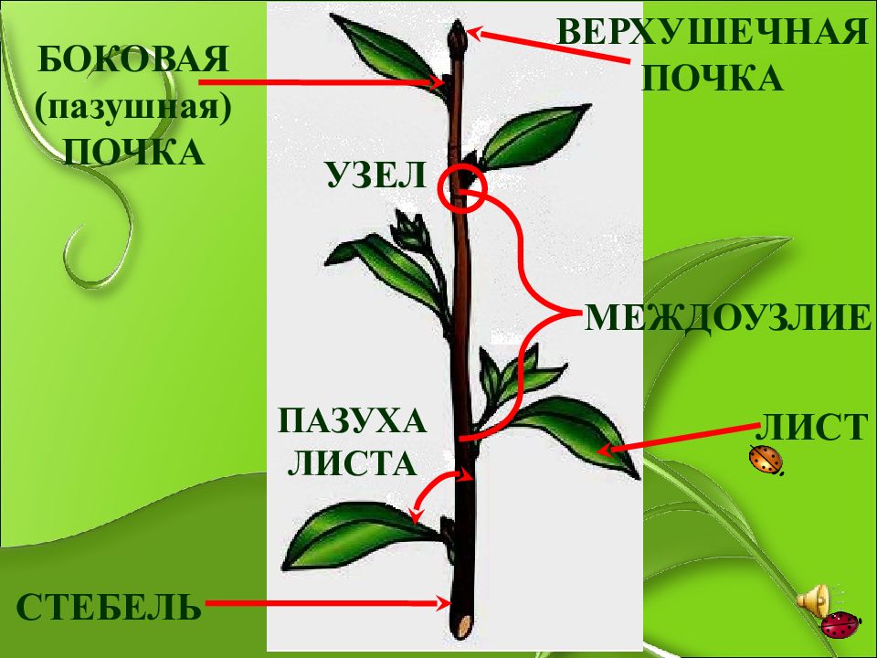 Побег и почки 6 класс