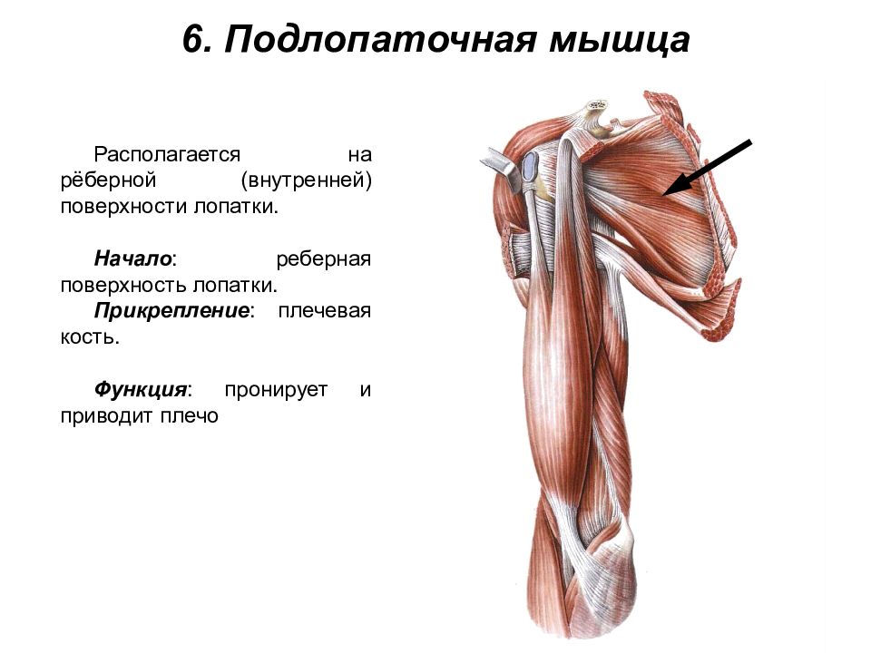 Схема прикрепления мышц плеча