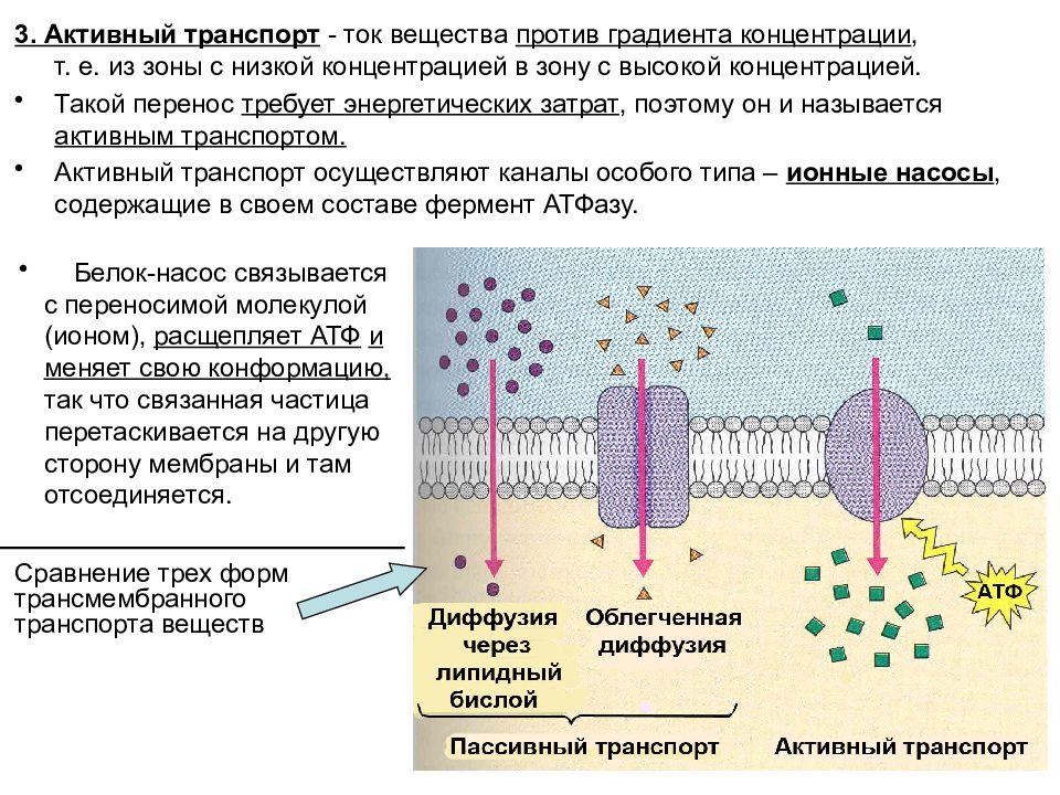 Диффузия мембраны. Пассивная диффузия через мембрану клеток. Поверхностный аппарат клетки биологическая мембрана. Активный транспорт веществ через клеточную мембрану. Поверхностный аппарат клетки эукариот.