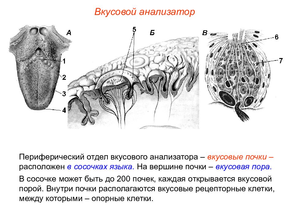 Схема вкусового анализатора человека