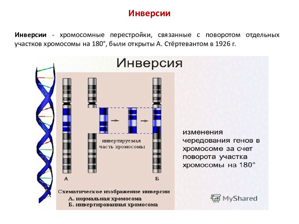 Изменения происходящие в генах это. Инверсия хромосом. Поворот участка хромосомы на 180° - это…. Перицентрическая инверсия хромосомы. Инверсия генетика примеры.