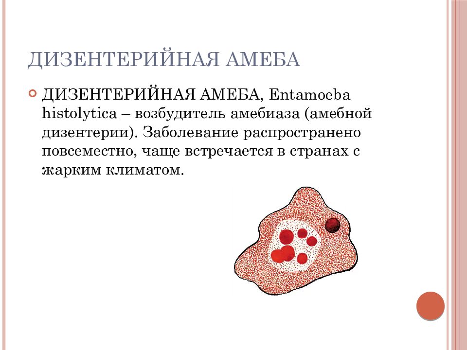 В каком организме происходит развитие дизентерийной амебы. Дизентерийная амеба препарат. Морфология дизентерийной амебы. Тканевая форма дизентерийной амебы. Дизентерийная амеба презентация.