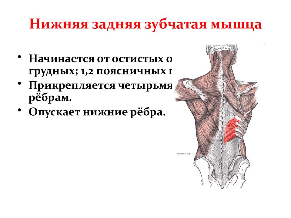 Задняя зубчатая мышца. Нижняя задняя зубчатая мышца прикрепляется к. Нижняя задняя зубчатая мышца функции. Зубчатая мышца спины расположение. Место прикрепления передней зубчатой мышцы.