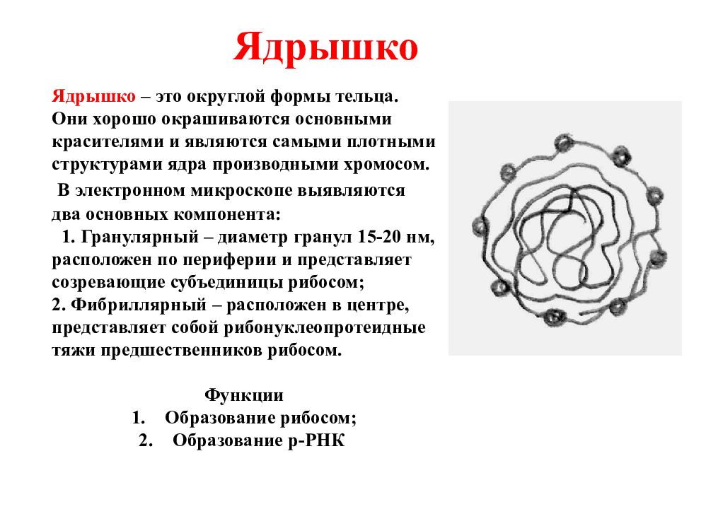 Ядрышко это. Ядрышко это кратко и понятно. Ядрышко это в биологии. Ядрышко это место образование. Ядрышко клетки.