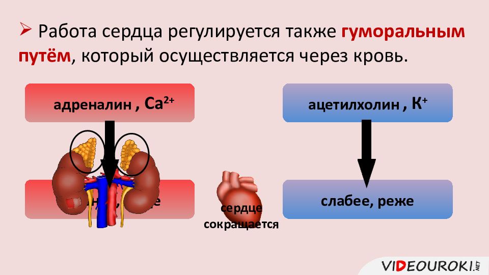 Регуляция сердечной деятельности презентация