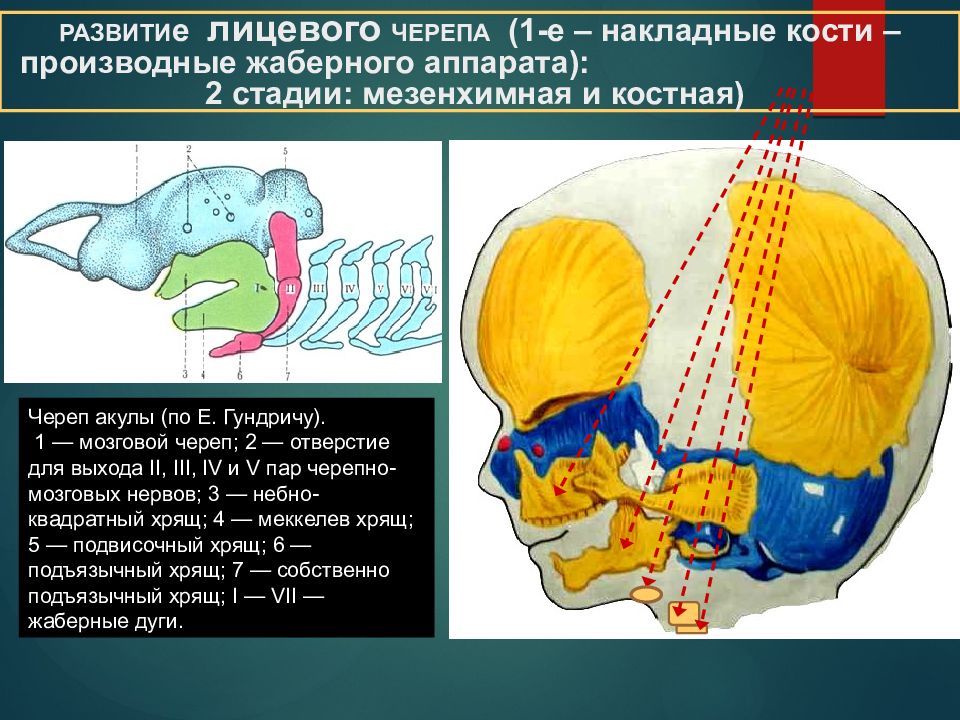 Развитие черепа в онтогенезе индивидуальные возрастные. Развитие черепа в онтогенезе. Развитие лицевого отдела черепа. Развитие мозгового и лицевого черепа. Источник развития мозгового черепа.