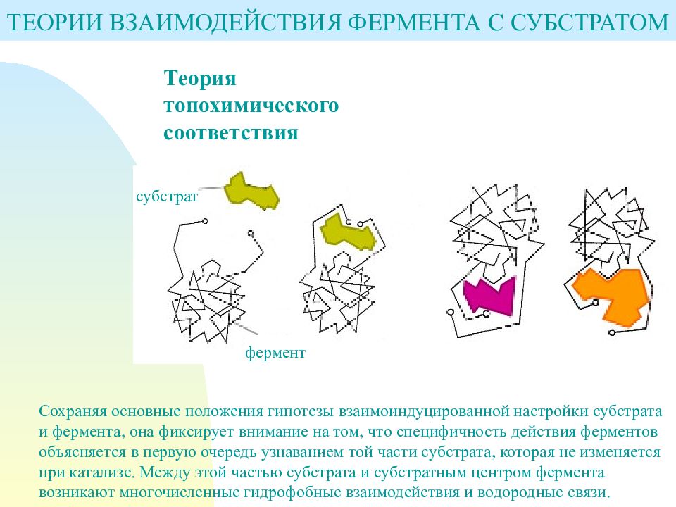 Фермент 15. Теории фермент субстратного взаимодействия. Схема фермент-субстратного взаимодействия. Пример взаимодействия фермента и субстрата. Теории взаимодействия фермента и субстрата.