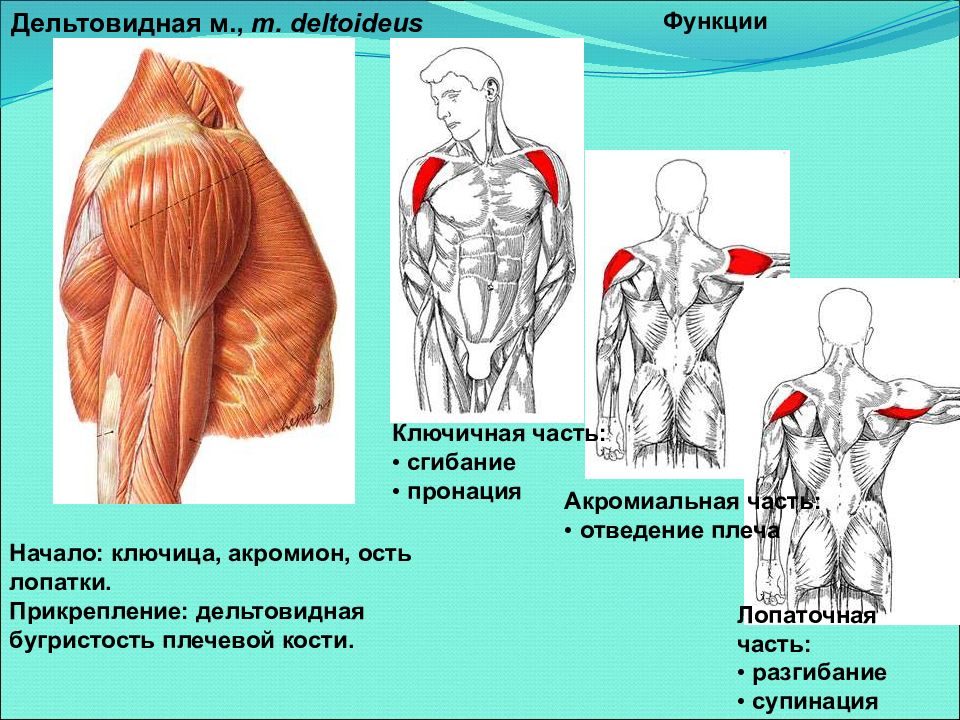 Дельтовидная мышца. Функции Пучков дельтовидной мышцы. Дельтовидная мышца анатомия функции. Дельтовидная мышцы сзади функция. Дельтовидная мышца руки функции.