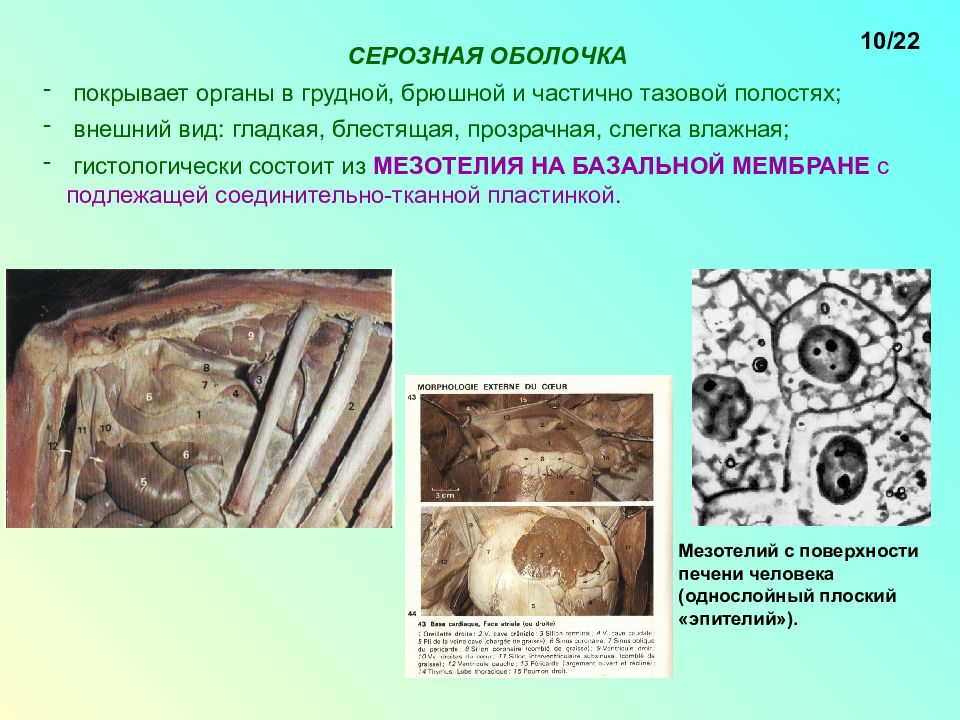 Паренхиматозные органы брюшной. Серозная оболочка. Серозная оболочка органов. Серозная оболочка покрывает. Органы, покрытые серозной оболочкой.