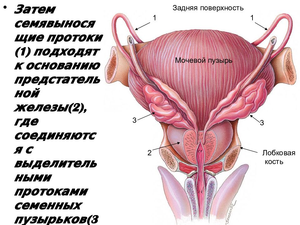 Семенные пузырьки картинки