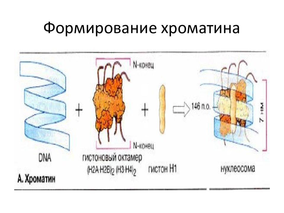 2 хроматина. Белки хроматина. Гистоновые и негистоновые белки хроматина. Формирование хроматина. Аминокислоты белков хроматина.