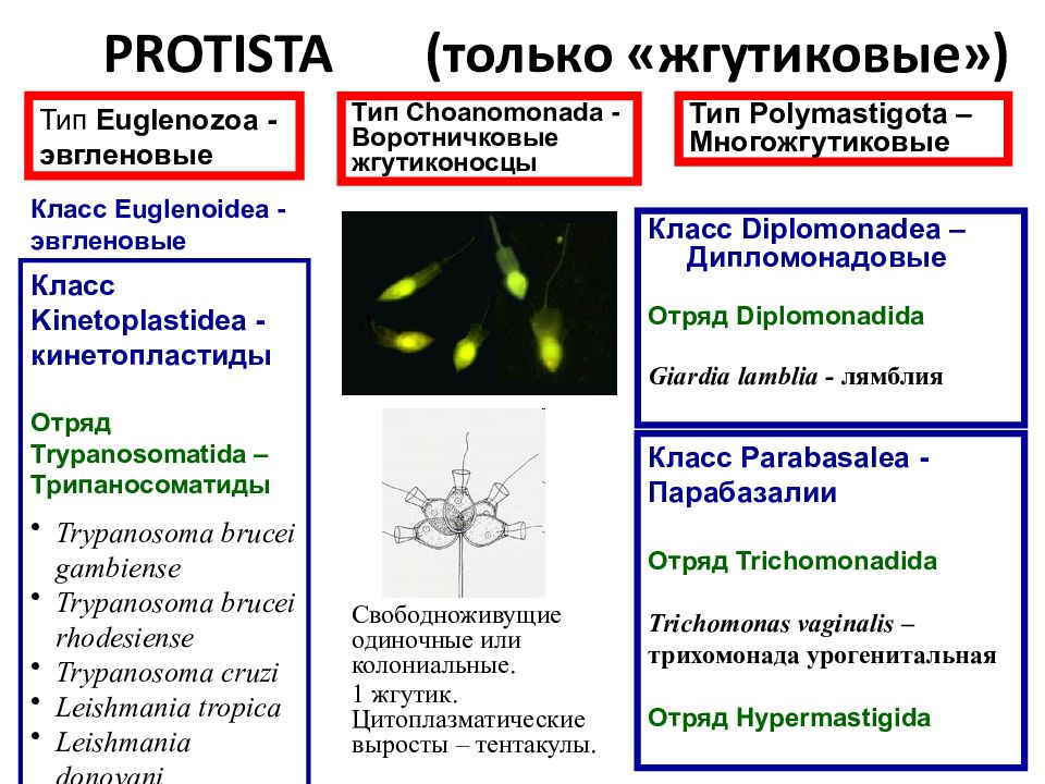 Общая характеристика жгутиковых. Трипаносома лейшмания лямблия. Лямблия лейшмания трихомонада. Лейшмании Тип класс отряд. Какое патогенное простейшее относят к классу flagellata,.