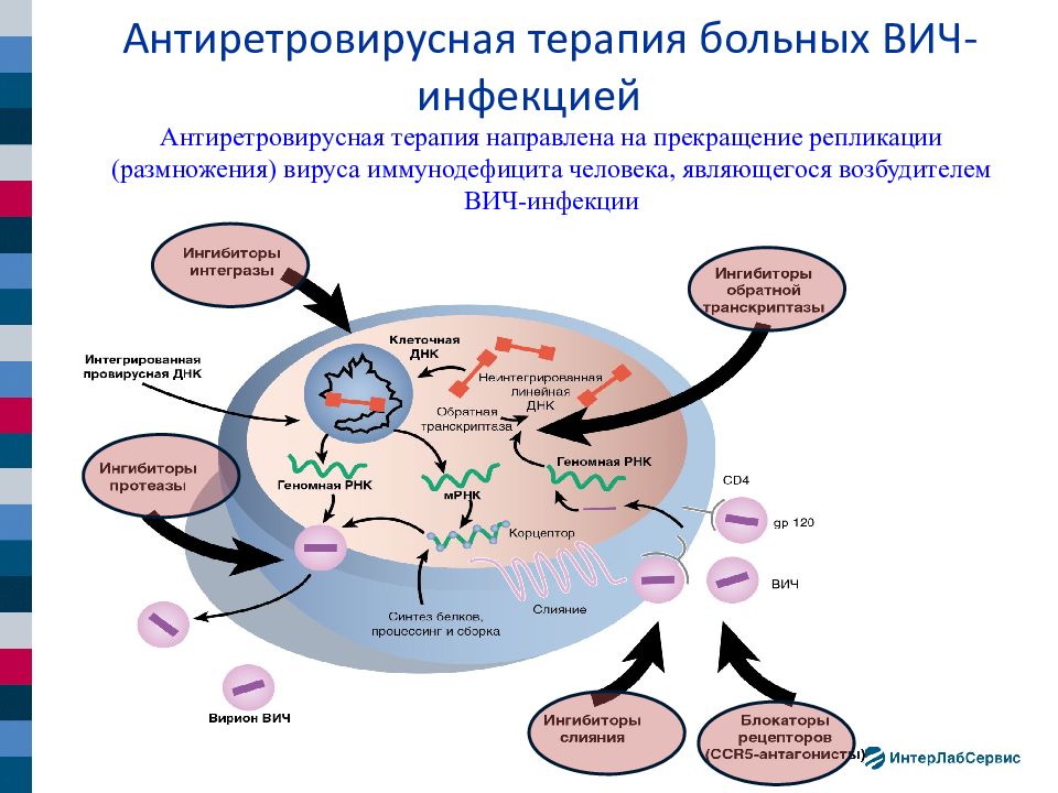 Антиретровирусная терапия презентация