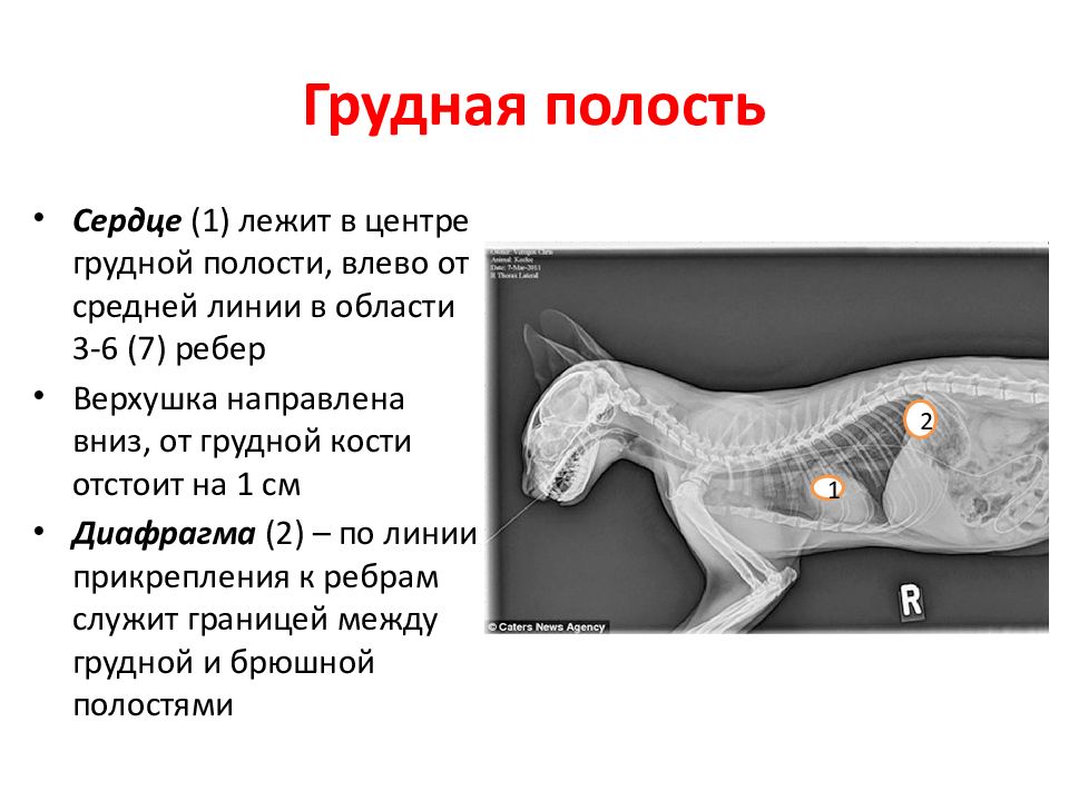 Орган отделяющий грудную полость от брюшной. Анатомия грудной полости. Грудная полость топографическая анатомия. Анатомия боковой грудной стенки. Топографическая анатомия грудной стенки.