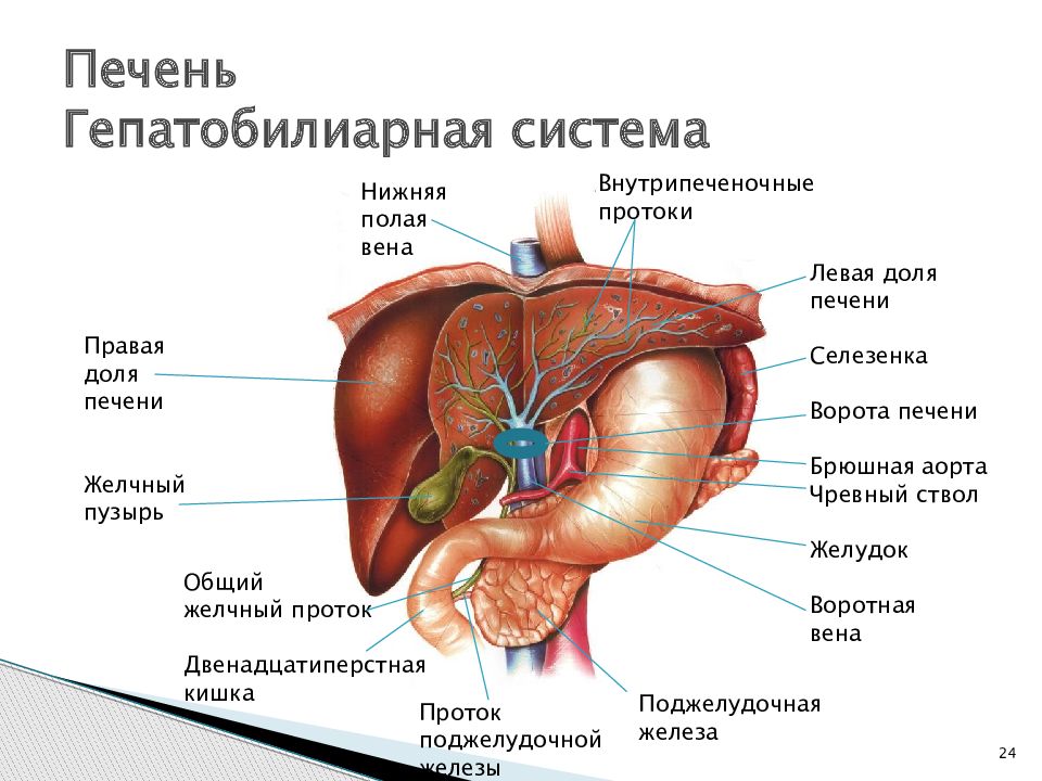 Стороны находится печень