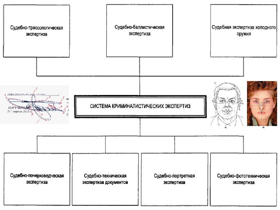 Система судебной экспертной деятельности. Судебно-Портретная экспертиза криминалистика. Портретная экспертиза в криминалистике. Объекты портретной экспертизы. Виды экспертиз в криминалистике.