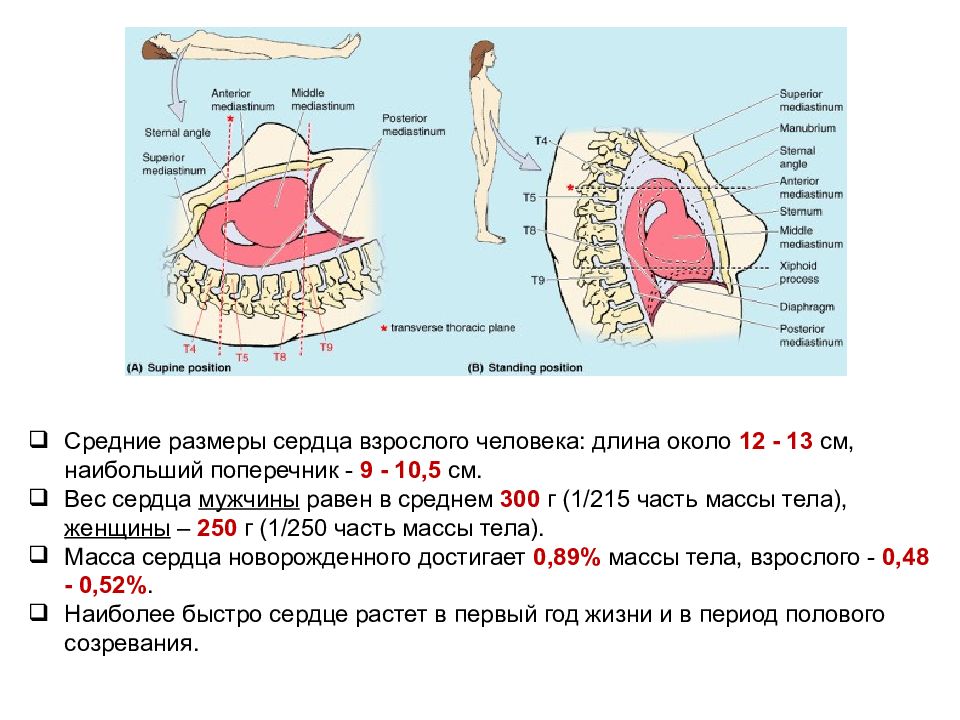 Что значит расширен поперечник сердца. Размеры и вес сердца взрослого человека. Средние Размеры сердца человека. Объем сердца взрослого человека. Средние Размеры сердца взрослого человека