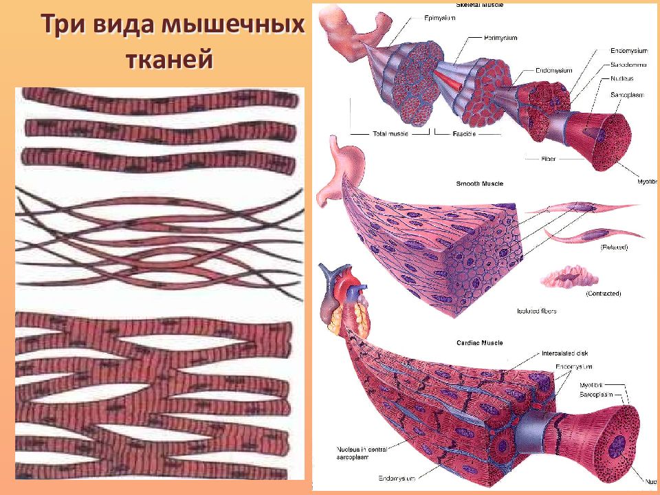 Гладкая мышечная ткань биология 8 класс