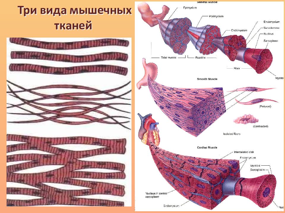 Типы мышечной ткани