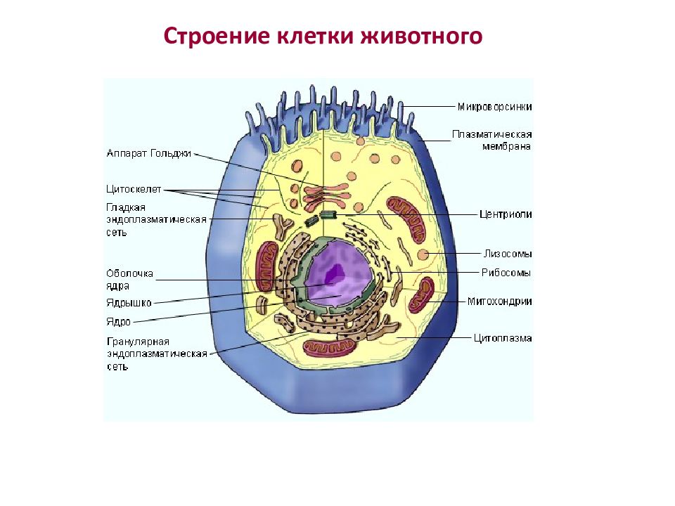 Обозначьте органоиды клетки. Основные части животной клетки. Клетка и ее органоиды рисунок.