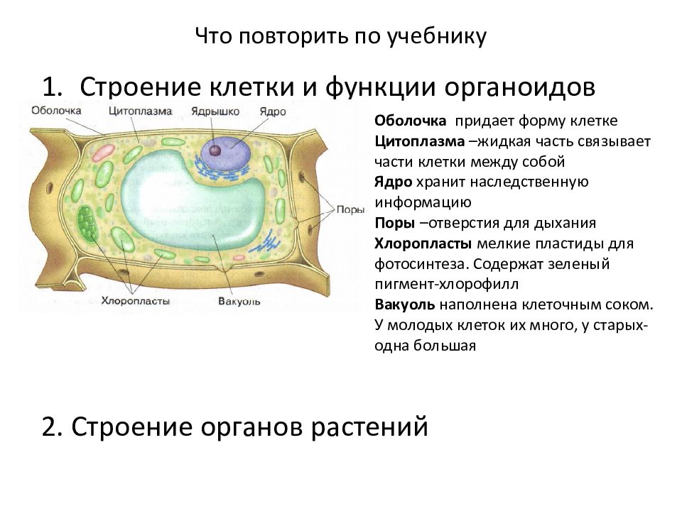 Строение клетки 6 класс биология презентация