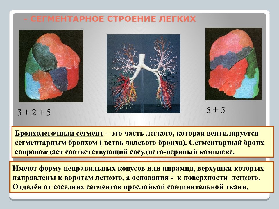 Части легкого 5. Легкое строение анатомия сегменты. Сегментарное строение легких. Гсегментарное строение легкихлегких. Бронхолегочные сегменты.